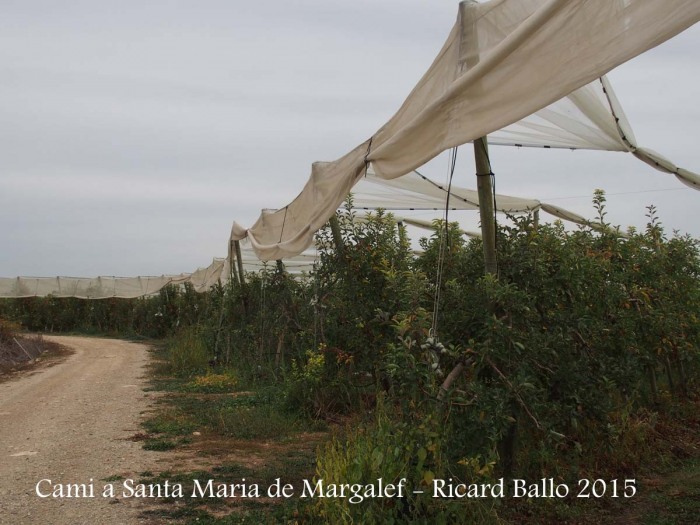 Camí a l'Església de Santa Maria de Margalef – Torregrossa