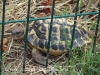 Camí de Palau Novella a Sitges - La Pleta - Zona on es recupera fauna autóctona, en aquest cas, una tortuga