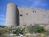 Castell de Montgrí – Torroella de Montgrí - La discreta bellesa i alhora la humilitat d'aquestes flors silvestres, contrasten amb l'altiva fesomia de les parets del castell