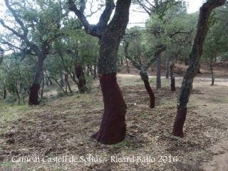 Camí al castell de Solius