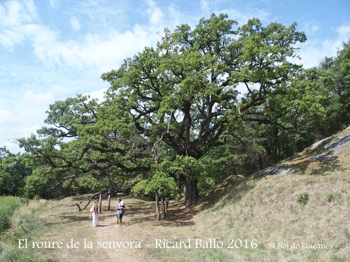 Sant Boi de Lluçanès-El roure de la senyora