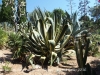 Jardí Botànic Pinya de Rosa – Blanes