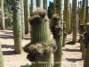 Jardí Botànic Pinya de Rosa – Blanes