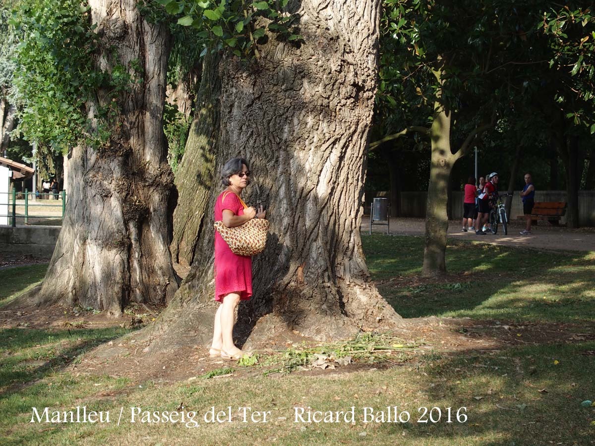 Manlleu - Passeig del Ter - Notables exemplars d'arbres