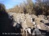 Anell verd - Sant Boi de Llobregat - Un ramat de bens transitant per l'anell verd.