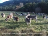 Berguedà - Simfonia de tardor