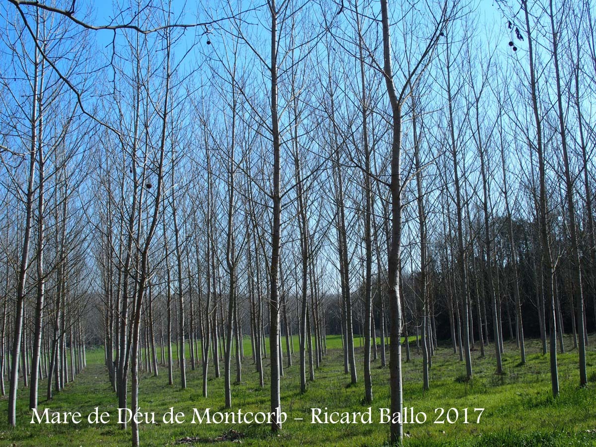 Camí d'accés a la Capella de la Mare de Déu de Montcorb – Riudarenes - Una mostra de les boniques arbredes d'aquest paratges