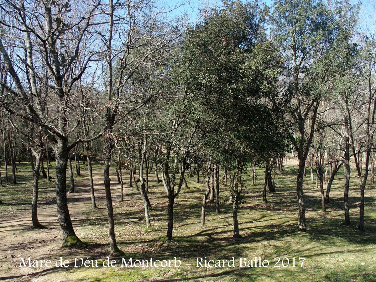 Camí d'accés a la Capella de la Mare de Déu de Montcorb – Riudarenes - Una mostra de les boniques arbredes d'aquest paratges