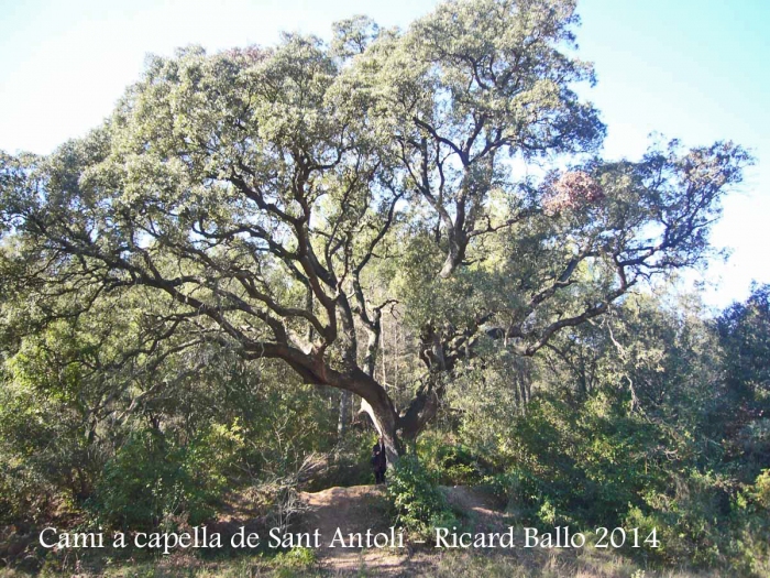 Capella de Sant Antolí – Monistrol de Montserrat - Itinerari. - Roure.