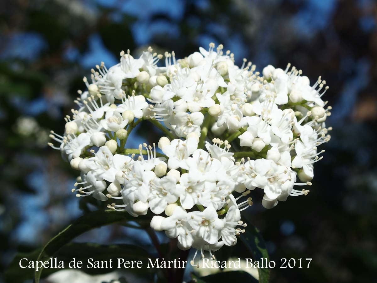 Capella de Sant Pere Màrtir – Sant Julià del Llor i Bonmatí