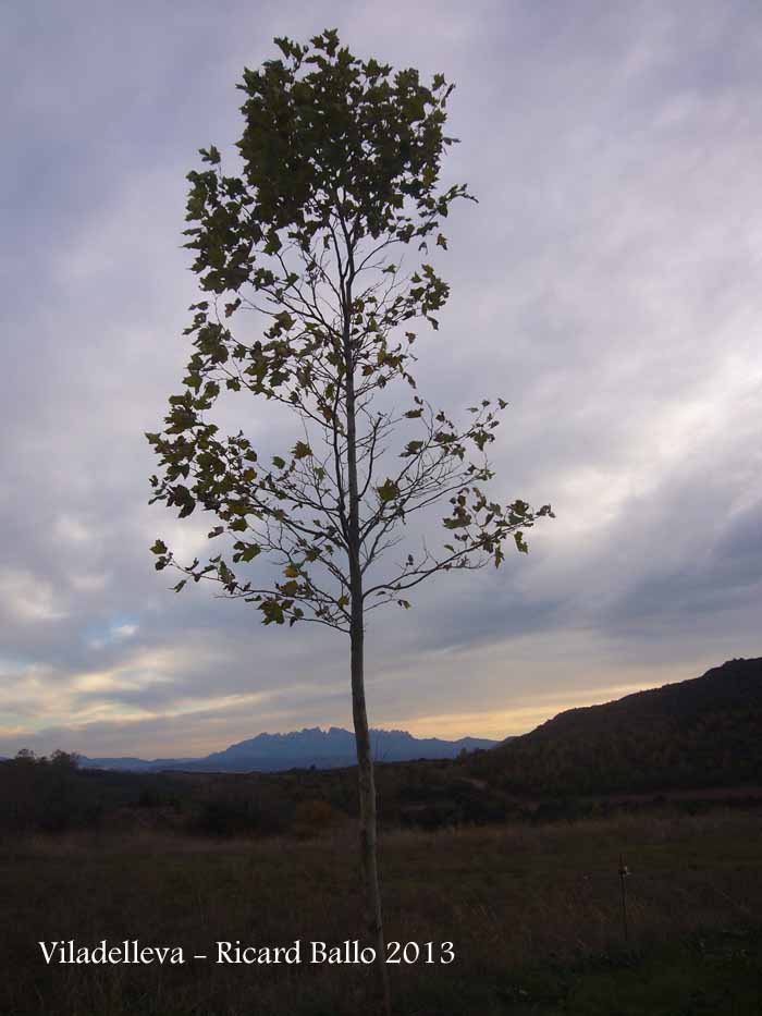 Montserrat, des de Viladelleva – Callús