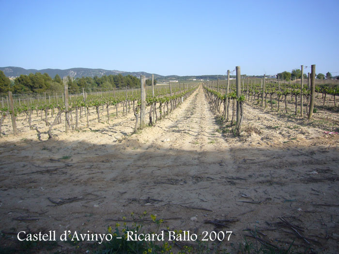 alt-penedes-vora-sant-pere-davinyo_501