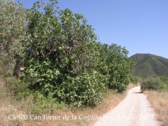 Camí al castell de Can Ferrer de la Cogullada.