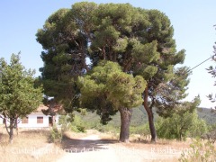 Camí al castell de Can Ferrer de la Cogullada.