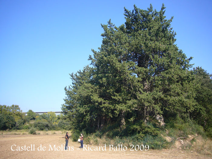 castell-de-molins-090929_520