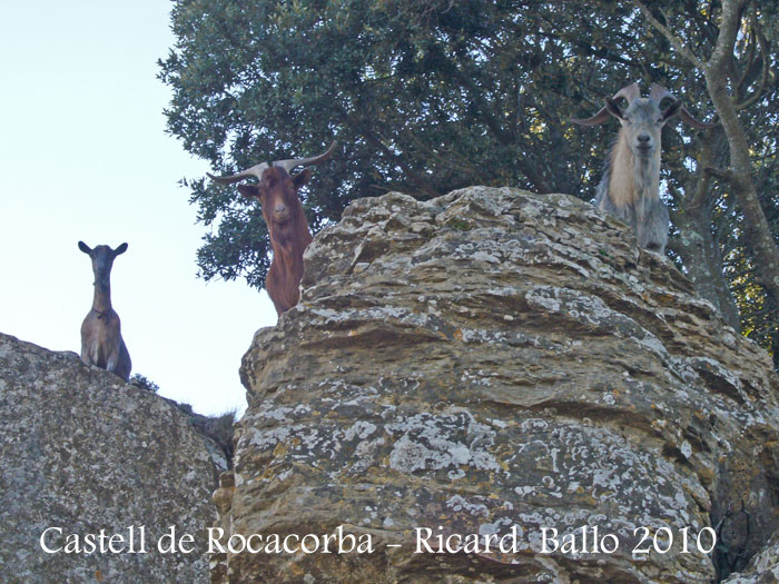 castell-de-rocacorba-100130_551bisblog