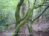 Camí d'accés al castell de Solterra