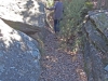 Dolmen de Sequers de Gasala - Taradell - Entalladura a la roca que citem al text de la pàgina