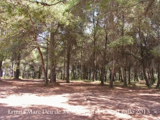 Ermita de la Mare de Déu de Montanyans – Castellet i la Gornal - Vista parcial de la pineda.