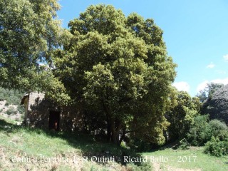 Quan ja estem a tocar de l'ermita la localitzarem aixoplugada sota aquest arbre