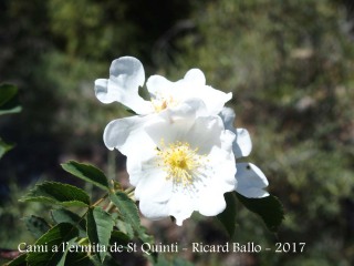 Camí a l'ermita de Sant Quintí - Flor silvestre