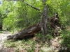 Camí d'accès a l'Església de Sant Andreu de Porreres – Vall de Bianya. Durant el recorregut podrem trobar alguns arbres de mides notables, alguns de vius i altres de morts ...