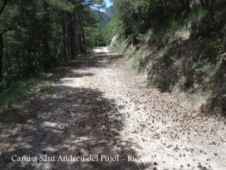 Camí a l'Església de Sant Andreu del Pujol del Racó – La Coma i La Pedra