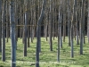 Església de Sant Cebrià – Fogars de la Selva - Uns fidels guardians