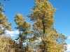 Camí a l'Església de Sant Iscle i Santa Victòria de Talltendre – Bellver de Cerdanya - En aquesta època de l'any els arbres ja es vesteixen amb les tonalitats de la tardor