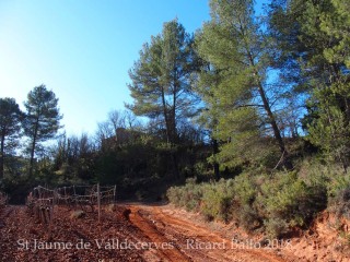 Església de Sant Jaume de Valldecerves – Darrera part de l'itinerari - camí d'accés. Al fons, entre l'arbreda, es veu l'església.. Per accedir-hi ens hem enfilat pel marge que apareix a la dreta de la fotografia.