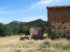 Església de Sant Martí de les Serres – Navès