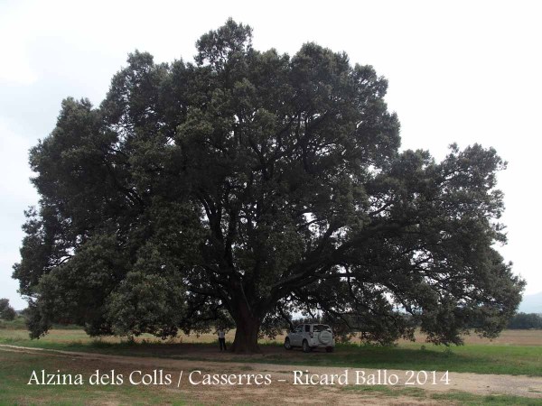 Església de Sant Miquel de Fonogedell – Casserres - Alzina dels Colls