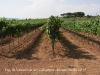 Vistes del Penedès des de l\'església de Sant Valentí de les Cabanyes