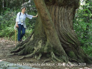 Camí a l'església de Santa Margarida de Sacot – Santa Pau