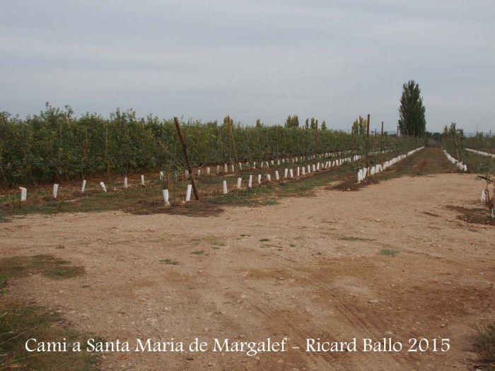 Camí a l'Església de Santa Maria de Margalef – Torregrossa