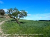 Paisatges vora Sant Guim de La Plana.