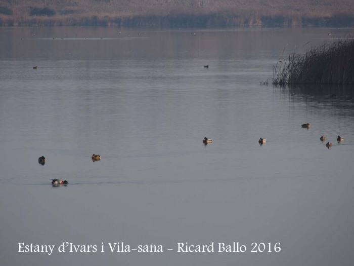 Estany d’Ivars i Vila-sana – Ivars d’Urgell i Vila-sana