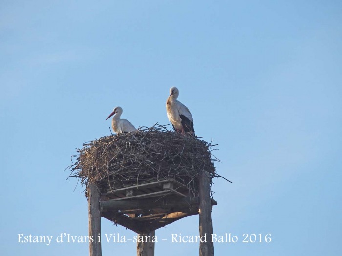 Estany d’Ivars i Vila-sana – Ivars d’Urgell i Vila-sana