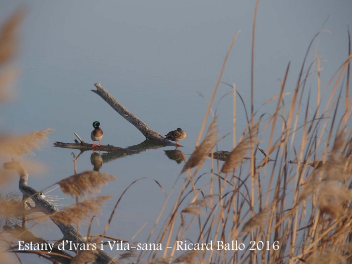 Estany d’Ivars i Vila-sana – Ivars d’Urgell i Vila-sana