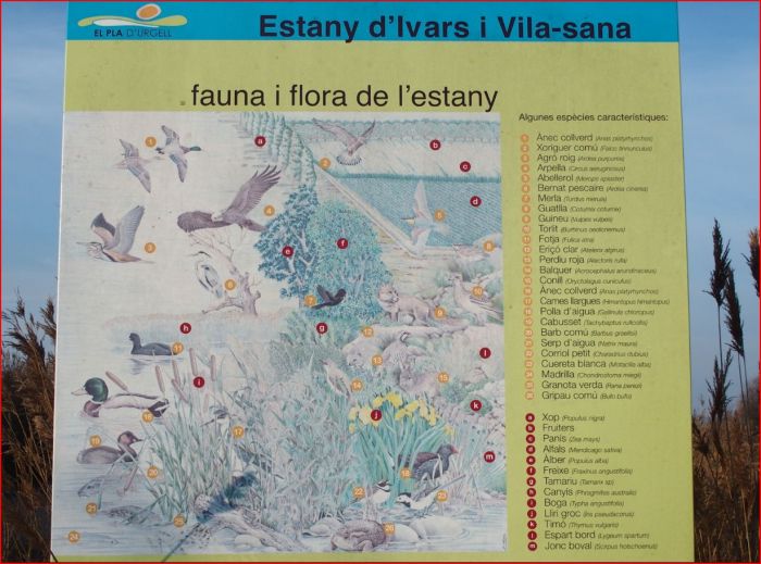 Estany d’Ivars i Vila-sana – Ivars d’Urgell i Vila-sana