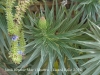 Jardí botànic Mar i Murtra – Blanes