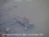 Parc Natural del Delta de l’Ebre – Baix Ebre - Aquí hi veiem la imatge d'un cranc  de bona mida ...