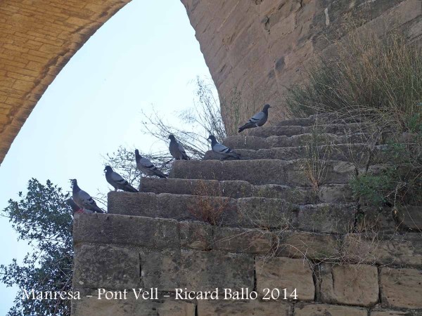 Manresa - Pont Vell - Sembla ser que n'hi ha un que no està gaire d'acord ...