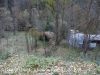 Pont del Diable – Isòvol ben mimetitzat amb l'entorn ...