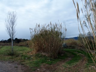 Pont trencat - Valls / Detall - Part final de l'itinerari: Hem aparcat el cotxe a l'esquerra, al costat de l'arbret. Hem continuat pel camí de la dreta ,que es dirigeix al llit del riu, molt proper.