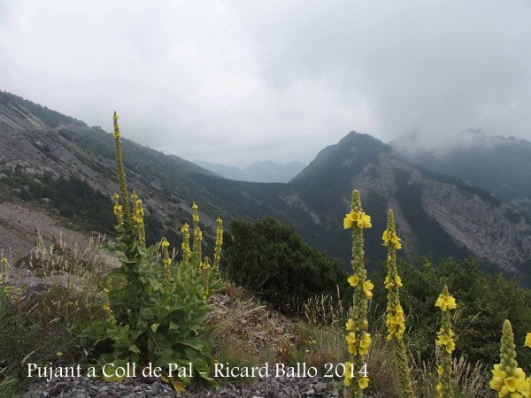 Ruta del trencapinyes - Pujant a Coll de Pal.