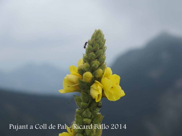 Ruta del trencapinyes - Pujant a Coll de Pal.