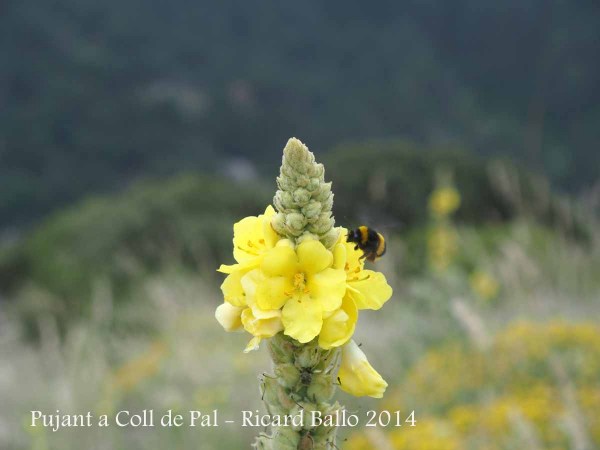 Ruta del trencapinyes - Pujant a Coll de Pal.