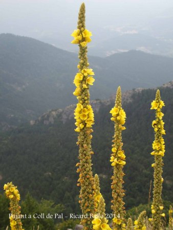 Ruta del trencapinyes - Pujant a Coll de Pal.