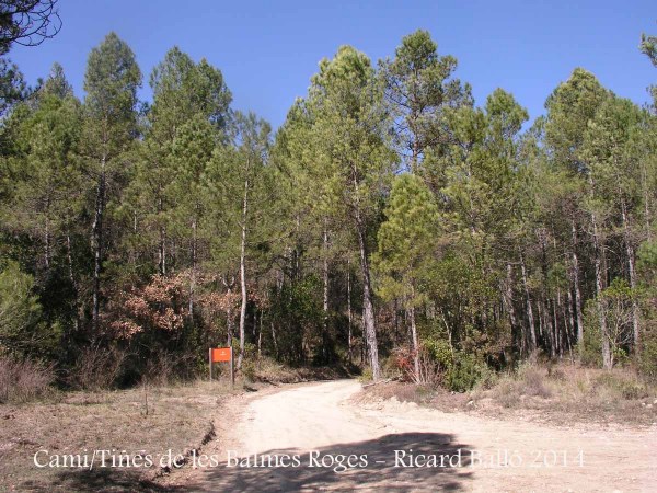 Camí a les Tines de les Balmes Roges - Continuem per una desviació a mà esquerra, indicada per anar a Mura.